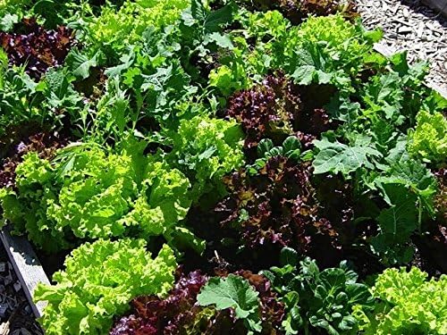 Bulk Organic Mesclun Mix Seeds (5 LB)
