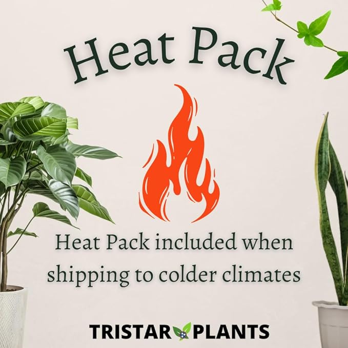 TriStar Plants - Thanksgiving Cactus - 4" inch Pot, Fasle Christmas Cactus, Easter Cactus, Holiday Plant, Winter Flowers, Christmas Plants, Winter Blooms (Lime Light)