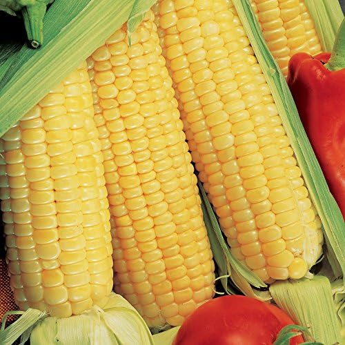 Park Seed Variety of Corn Vegetable Seeds, Plant Seeds, Easy to Grow, Perfect for Harvesting, Sugar Buns Hybrid, Pack of 200