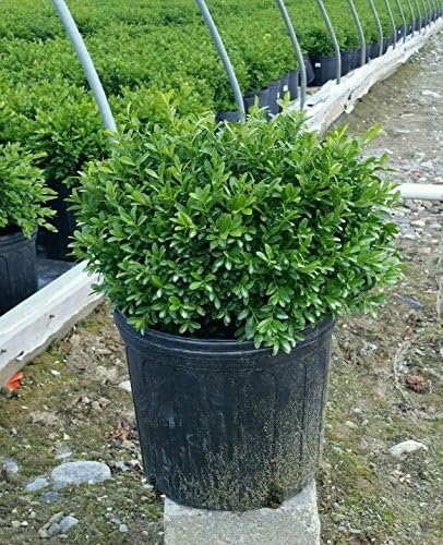 Buxus micro. 'Tide Hill' (Boxwood) Evergreen, spreading form, #2 - Size Container