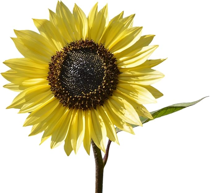 Set of Flower Seed Packets! Flower Seeds in Bulk - Great for Creating The Garden of Your Dreams! (100, Italian White Sunflower)