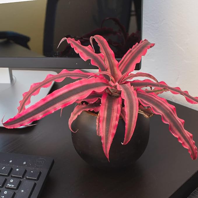 Live Cryptanthus Bromeliad Plant, Cryptanthus bivittatus Pink Star, Indoor Flowering Plant, Earth Star House Plant in Pot, Bromeliads Live Plants in Soil, Colorful Potted Houseplant by Plants for Pets