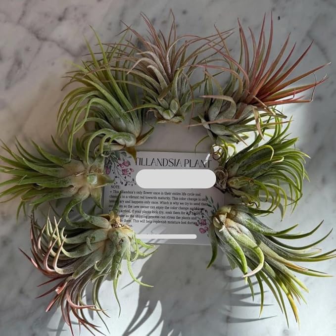 8 Air Plants, Tillandsia Air Plants Live Houseplants for Garden, Red Lonantha Tillandsia Plant, Air Plant