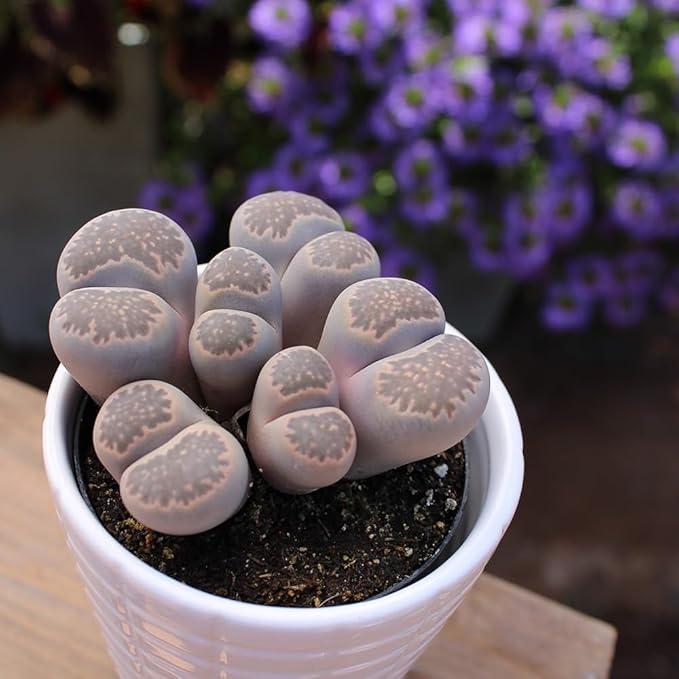 Altman Plants XL Giant Living Stones Succulents (8PK) Lithops Live Plants & Real Succulents, Pet Safe Plants & Live Succulent Plants, Pet Friendly Plants, Live Plants in 2.5" Pots with Succulent Soil