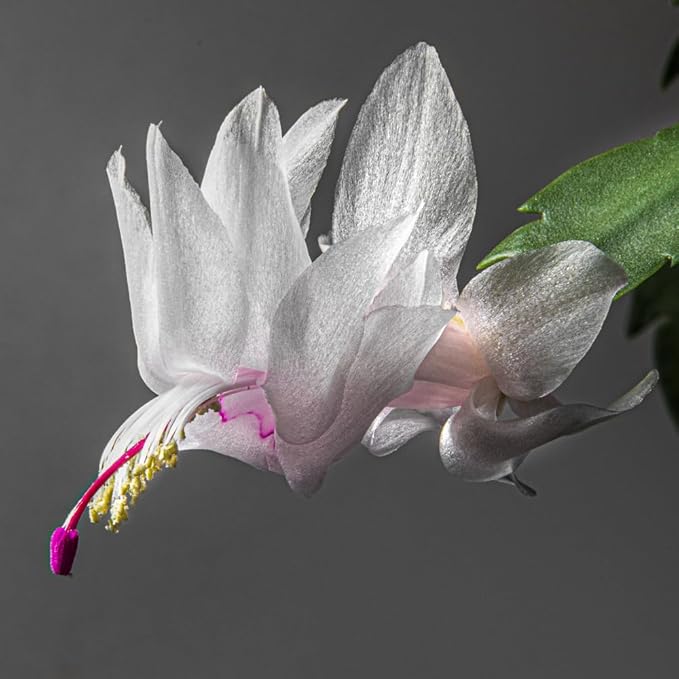 TriStar Plants - Thanksgiving Cactus - 4" inch Pot, Fasle Christmas Cactus, Easter Cactus, Holiday Plant, Winter Flowers, Christmas Plants, Winter Blooms (White)