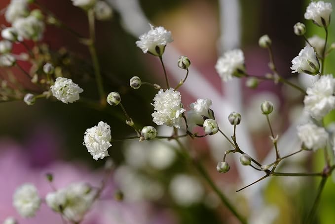 Set of Flower Seed Packets! Flower Seeds in Bulk - Great for Creating The Garden of Your Dreams! (200, Gypsophila - Baby's Breath)