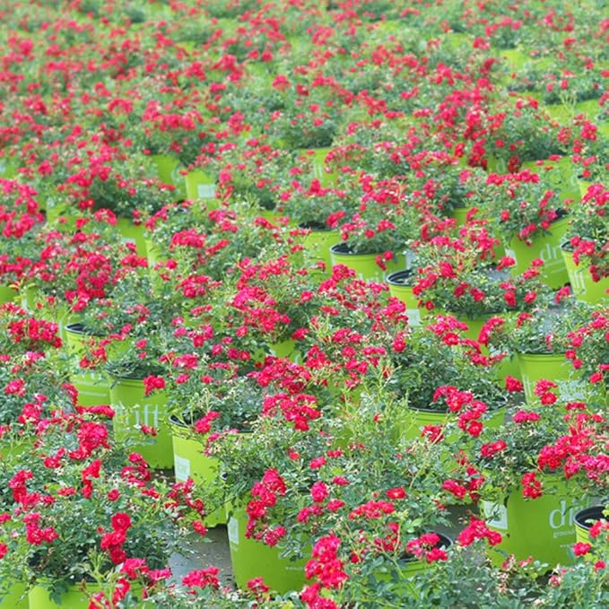 PERFECT PLANTS Red Drift Rose Live Plant, 1 Gallon, Dark Green
