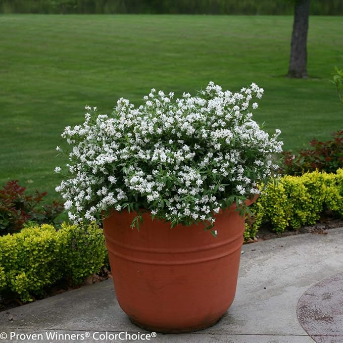 Proven Winners - Deutzia Yuki Snowflake (Yuki Snowflake Deutzia) Shrub, white flowers, #3 - Size Container