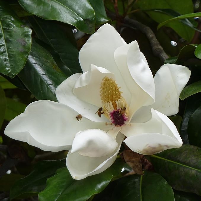 Southern Magnolia Seeds Magnolia Grandiflora Flowering Evergreen Ornamental Tree Fragrant Landscpaes Shage Trees Windbreaks Outdoor 10Pcs Flower Seeds by YEGAOL Garden