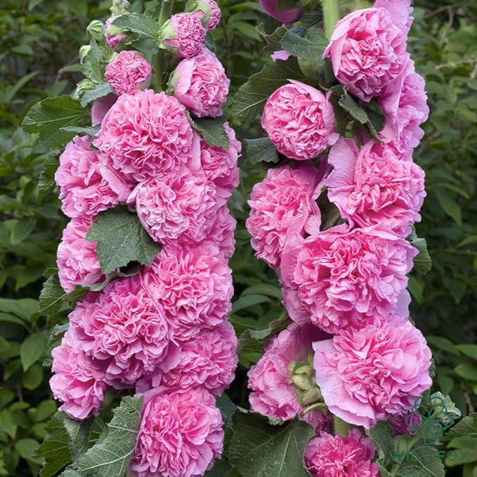 Premium Rare Hollyhock Seeds โ 100+ Double Pink Hollyhock Flower Seeds โ Non-GMO, Heirloom Perennial โ Showy Blooms for Outdoor Planting (Double Pink Hollyhock)