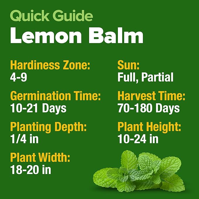 HOME GROWN π¨π¦π π£π₯ππ ππ¨π  Lemon Balm Seed Pack - 403 Non-GMO USA Heirloom Herbal Tea Seeds - Bulk Lemon Balm Seeds for Planting Gardens Indoors or Outdoors - Herb Seeds (Melissa officinalis)