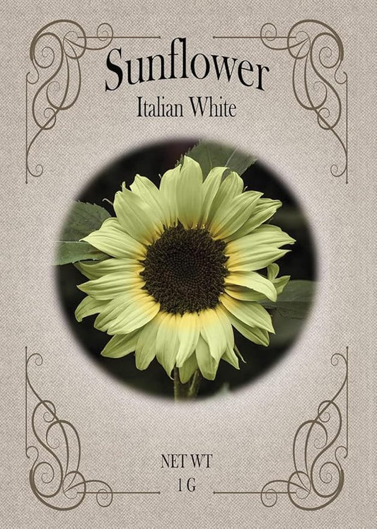 Black Duck Brand Set of Flower Seed Packets! Flower Seeds in Bulk - Great for Creating The Garden of Your Dreams! (25, Italian White Sunflower)