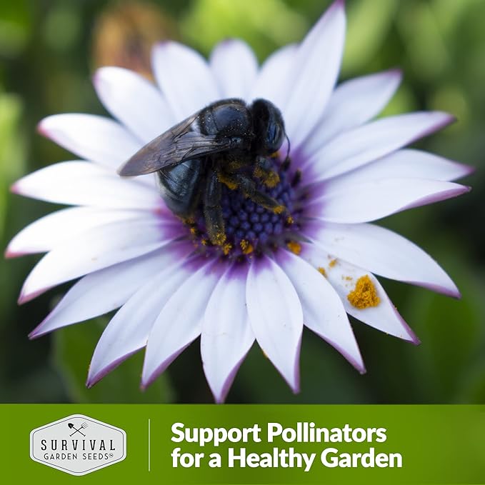 5 Packs Cape Daisy Seed for Planting - Packet with Instructions to Grow Beautiful White & Purple Osteospermum in Your Home Flower Garden - Non-GMO Heirloom Variety - Survival Garden Seeds