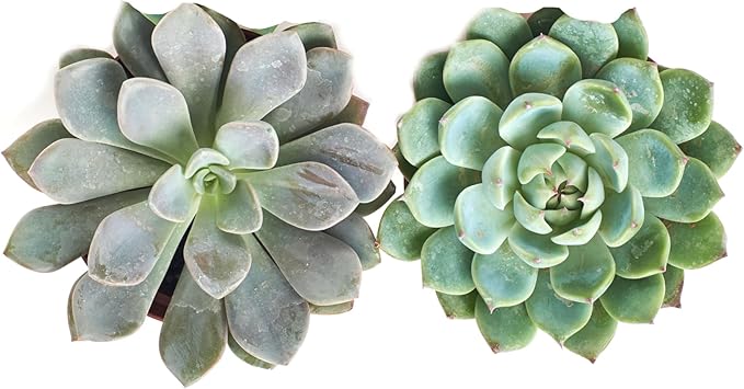 Shop Succulents Rosette Succulent Plant Pack Collection, Live 4" Succulent Plants, Low Maintenance, Floral Shaped Mix of Colors & Textures - Wedding and Party Favors, Gift & Garden, Pack of 2