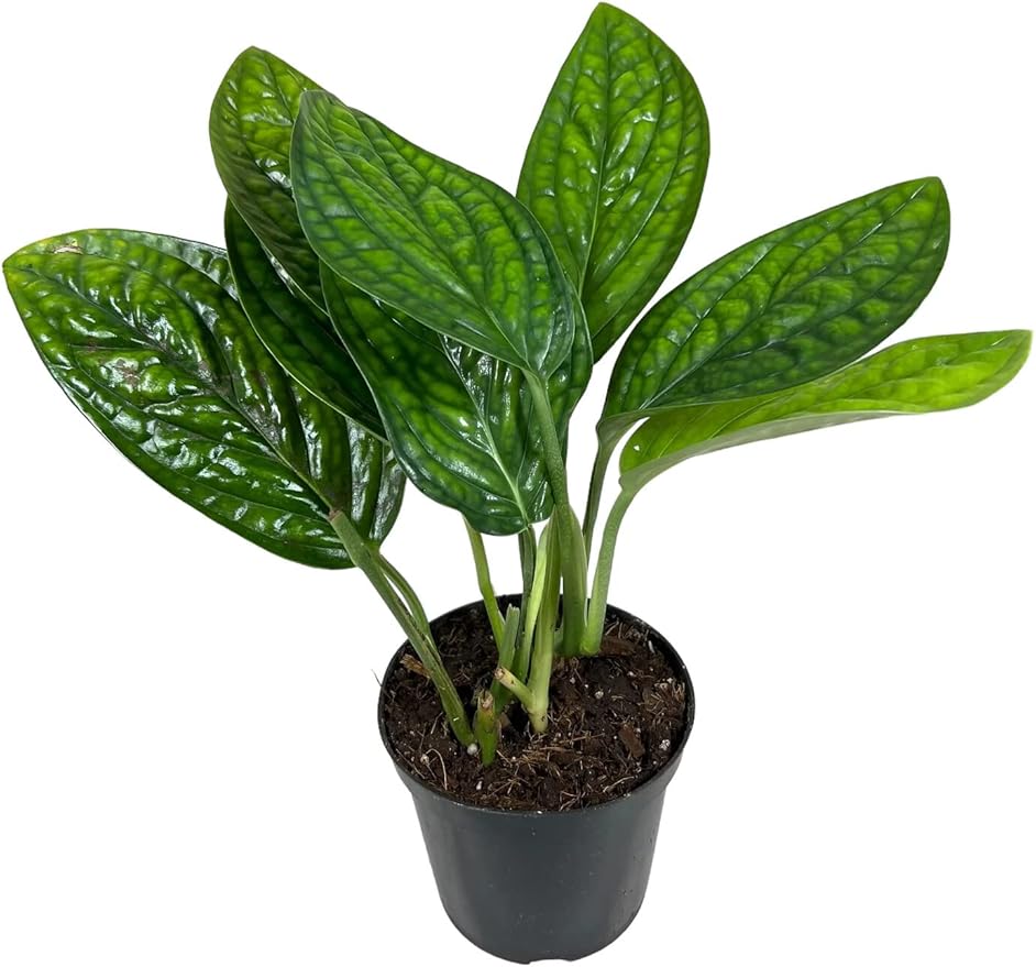 Premium Monstera Karstenianum Planting Mix - Promotes Steady Growth and Lush Foliage for Monstera Peru Plants - 1 Quant