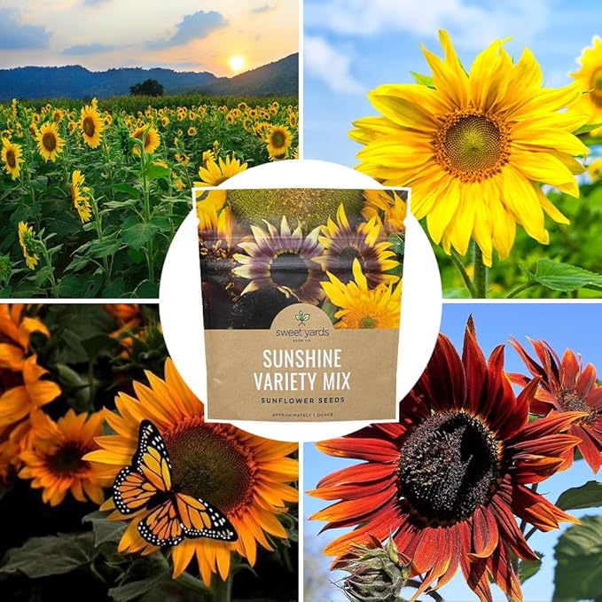 SWEET YARDS Sunflower Variety Mix 10 Types of Beautiful Sunflowers - Bulk 1 Ounce Packet - Open Pollinated Sunflower Seeds
