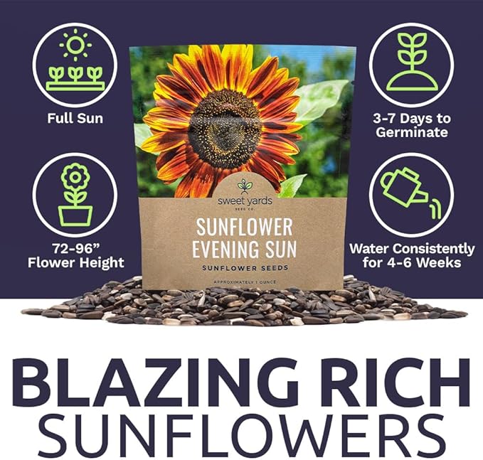 Evening Sun Sunflower Seeds - Extra Large 1 Ounce Packet - Over 1,200 Fresh Open Pollinated Non-GMO Flower Seeds - Helianthus annus - Large Glowing Blooms