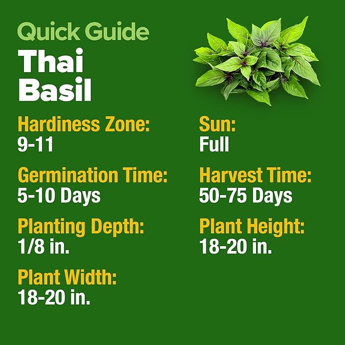 HOME GROWN Thai Basil Seeds Pack - 438 High Germination π‘π’π‘-ππ π’ π¨π¦π Heirloom Herb Seeds for Planting,Ideal for Growing Fresh Basil Planting Indoor or Outdoor(Ocimum basilicum var.thyrsiflora)