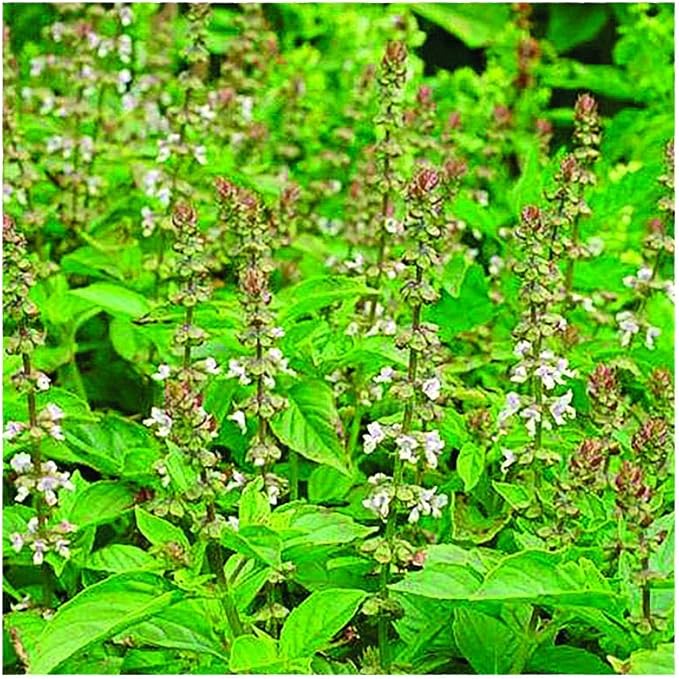 Park Seed Basil Herb Plant Seeds, Easy to Grow, Variety of Colors, Spring Garden, Mrs. Burns' Lemon, Pack of 100