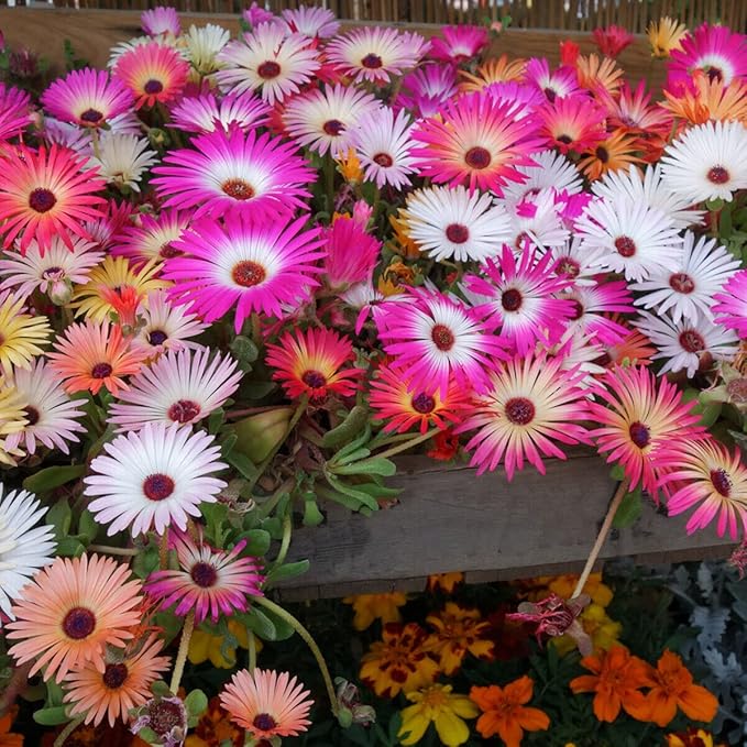 Livingstone Daisy Ice Plant Seeds Packet Grow Mixed Color Flowers 100 Seeds