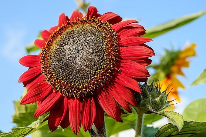 Set of Flower Seed Packets! Flower Seeds in Bulk - Great for Creating The Garden of Your Dreams! (100, Red Sun Sunflower)