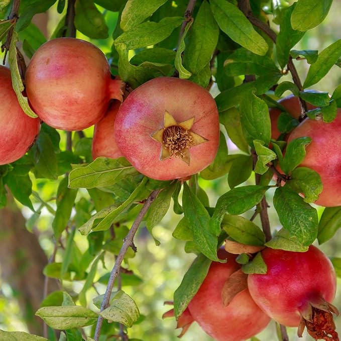Russian Pomegranate in a 1 Gal. Grower's Pot | Cold Hardy Drought Tolerant | Yields Large Delicious Fruit | Real Dwarf Fruiting Tree