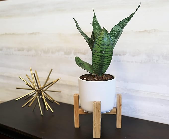 Costa Farms Live Indoor Snake Plant, Easy to Grow Mother in Laws Tongue, Sansevieria Houseplant, in Flower Pot Planter for Room and Home Décor, Housewarming, 8-Inches Tall