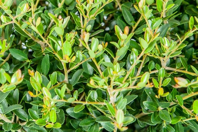 Perfect Plants Schilling Holly Live Plant, 1 Gallon, Includes Care Guide