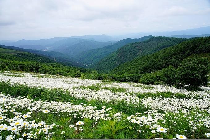 Set of 50 Shasta Daisy Seed Packets! Flower Seeds in Bulk - 50 Individual Packets (50, Shasta Daisy)