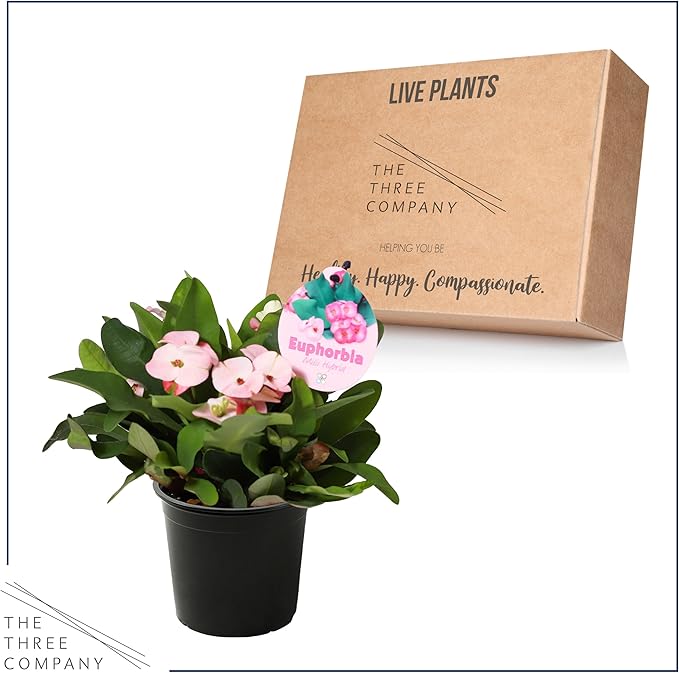 Live Crown of Thorns (Euphorbia Milii) - Light Pink Blooms - Long Lasting Flowers - Beautiful Spring Décor - 8" Tall by 5" Wide