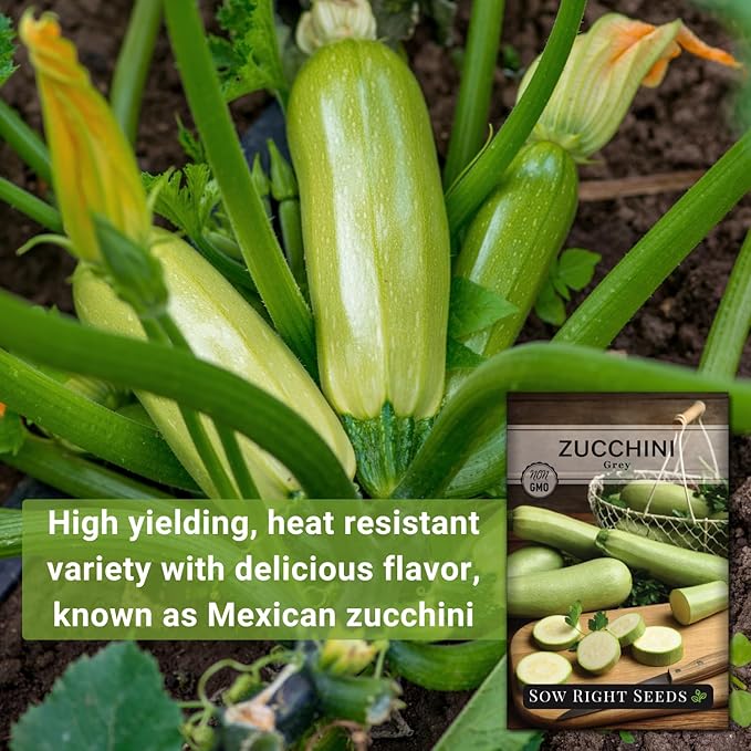 Sow Right Seeds - Grey Zucchini Seed for Planting - Non-GMO Heirloom Packet with Instructions to Plant a Home Vegetable Garden - Vigorous Summer Squash - Mexican Zucchini Good for Large Containers (1)