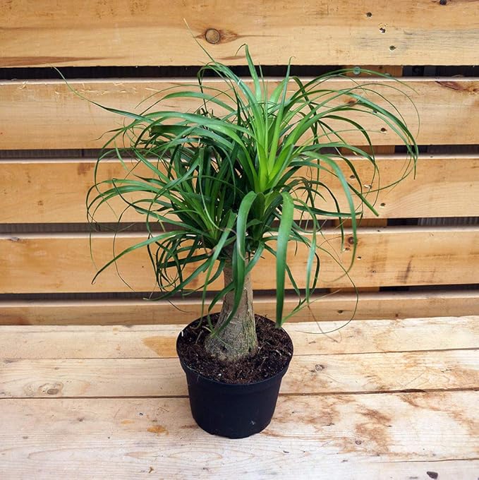 Ponytail Palm - 3 Live Plants in 6 Inch Growers Pots - Beaucarnea Recurvata - Beautiful Clean Air Indoor Succulent Houseplant