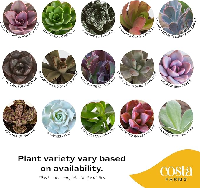 Costa Farms Succulents (100 Pack), Live Mini Succulent Plants, Grower's Choice Live Houseplants, Potted in Nursery Plant Pots, Potting Soil, Gift for Bulk Baby Shower, Bridal Shower, DIY Room Decor