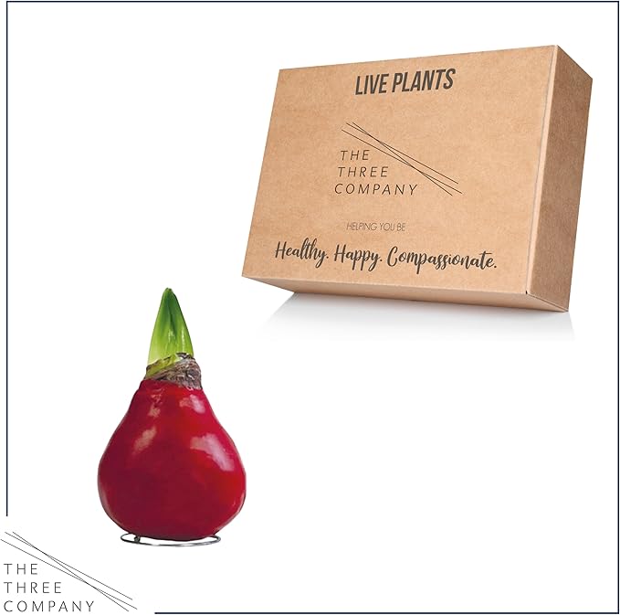 Waxed Amaryllis Bulb - Red Wax, White Blooms - Easy Care - No Watering Needed! Beautiful Spring Décor, Valentine's Day Special