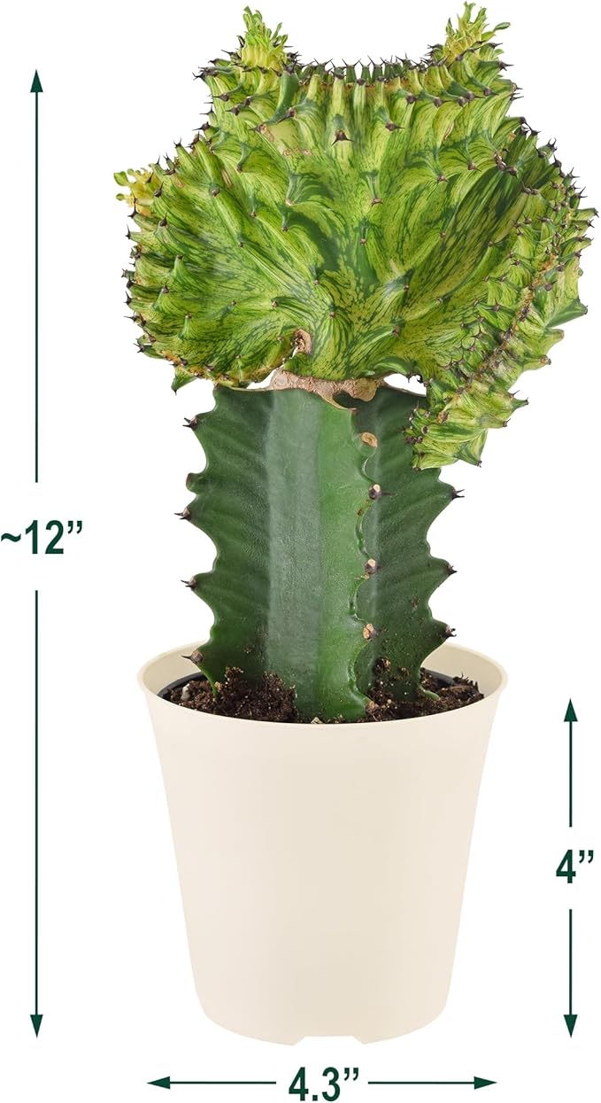 Arcadia Garden Products Live Mermaid Tail Cactus Indoor Houseplant in Plastic Pot, Euphorbia lactea Cristata Crested Coral Succulent Plant Gift for Home and Garden Decor, 4-inch, Green