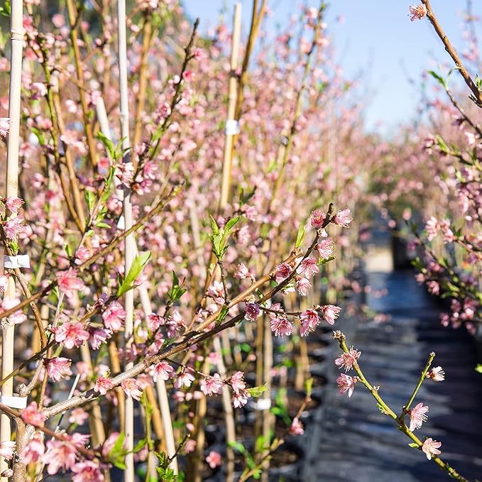 PERFECT PLANTS Flordaking Peach Tree 4-5ft. Tall | Large Fruit | Heavy Producer