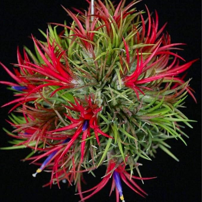 Red Tillandsia Air Plants Live, Set 20 Live Plant, Tillandsia Plants, Succulents Plant Live, Indoor and Outdoor House Plant