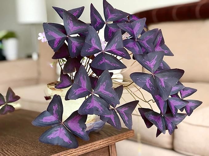 Oxalis Triangularis Bulbs - Purple Shamrock Bulbs - Good Luck Plant - Fast Growing Year Round Color Indoors or Outdoors - Oxalis Shamrock Bulbs - Ships from Iowa, Made in USA (40 Bulbs)