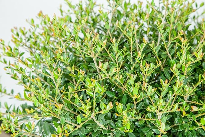 Perfect Plants Schilling Holly Live Plant, 1 Gallon, Includes Care Guide