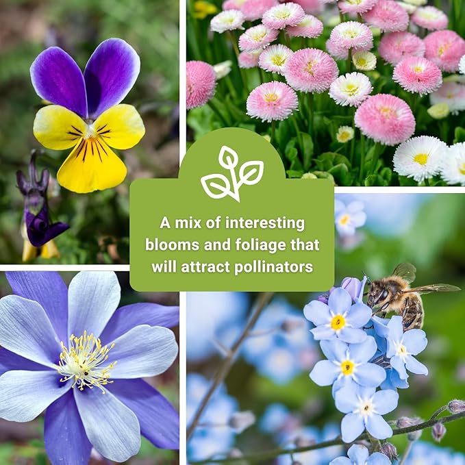 Sow Right Seeds - Part Shade Flower Seed Collection for Planting - 5 Packets Blue Columbine, Violet, English Daisy, Forget-me-not, and Rainbow Coleus - Non-GMO Heirloom to Grow in Low Sun Areas