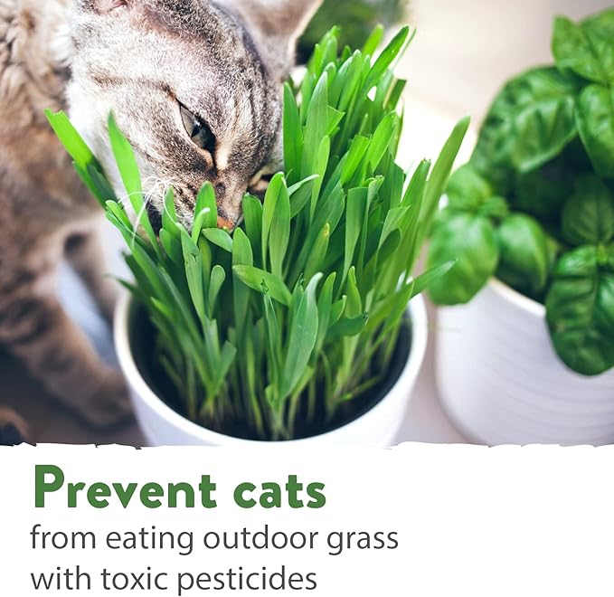 HOME GROWN 30,000+Cat Grass Seeds (6oz) π‘π’π‘-ππ π’ π¨π¦π Heirloom Barley & Oat Mix β Refill for Indoor Cat Grass Growing Kit β Safe Healthy Green Grass for Cats β Pet Grass for Eating & Digestion