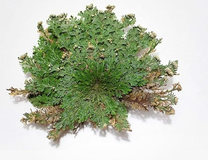 Rose of Jericho - Resurrection Plant/Flower - Selaginella Lepidophylla - Pack of 1 (One) Dried Rose