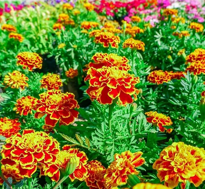 French Marigold Seeds for Planting - Plant & Grow Heirloom French Marigolds in Home Outdoor Garden – Planting Instructions for Vibrant Rare Blooms – Great Gardening Gift, 3 Packets, Orange, Red