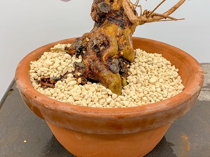 Experience The Benefits of Gardenera's Kanuma Soil Amendment - Ideal for Acid-Loving Plants and Bonsai Trees - 10 Quart