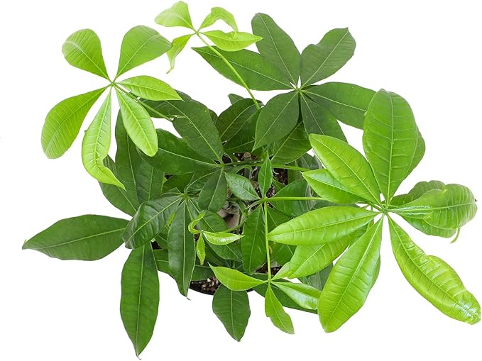 Altman Plants, Chinese Money Plant Decor, Money Tree Plant Indoor House Plants, Bonsai Tree Feng Shui Decor, House Plants Indoors Live Plants Indoor Plants Live Houseplants Live Indoor Live Plants