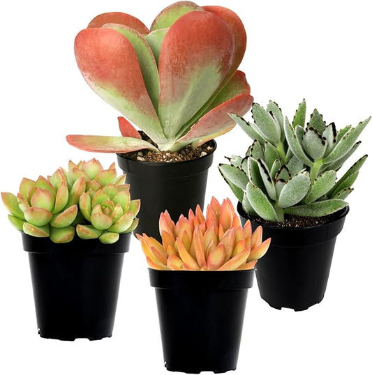 Altman Plants Desert Fire Live Succulents 4-Pack, Mini Plants Succulent Mix, Live Plants, Mini Succulents, House Plants, Live Succulent Plants, Outdoor & Indoor Plants for Event, Wedding, Kid Crafts
