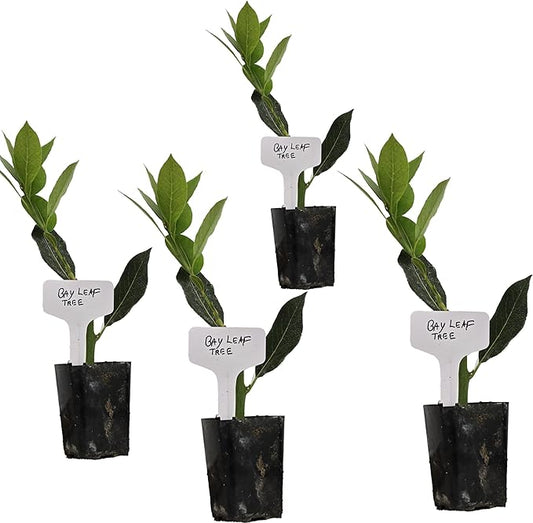 Mediterranean Bay Leaf, Bay Laurel Live Plant. Standard Variety - Laurus Nobilis. Live Plant. Fragrant, Fresh, Edible. Best for Ground Planting Outdoor. (4 Bay Laurel Plants in Cup)