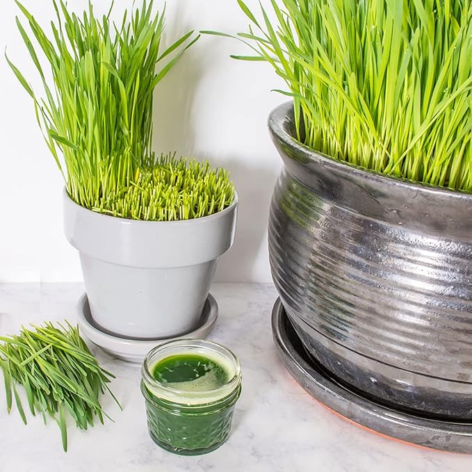 Todd's Seeds - 1 Pound of Wheatgrass Seeds - Non GMO Sprouting Seeds - Grind Into Whole Wheat Flour - Pet Grass - Cat Grass for Indoor Cats - Wheat Grass Seeds