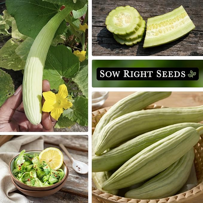 Sow Right Seeds - Armenian Pale Green Cucumber Seeds for Planting - Non-GMO Heirloom Packet with Instructions to Plant and Grow a Home Vegetable Garden - Yard Long Variety for Outdoors (1)