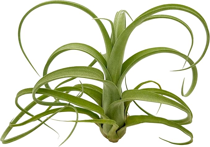 Live Air Plants - Tillandsia Curly Slim Jumbo – 1 Count 5-9 inches – Ideal for Gifts & Presents, Live Indoor Plants & Live House-Plants – Live Plants for Home décor, 30 Day Guarantee